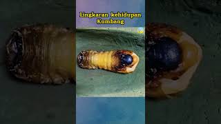 Download Lagu Lingkaran kehidupan Kumbang || Ilmu menarik MP3