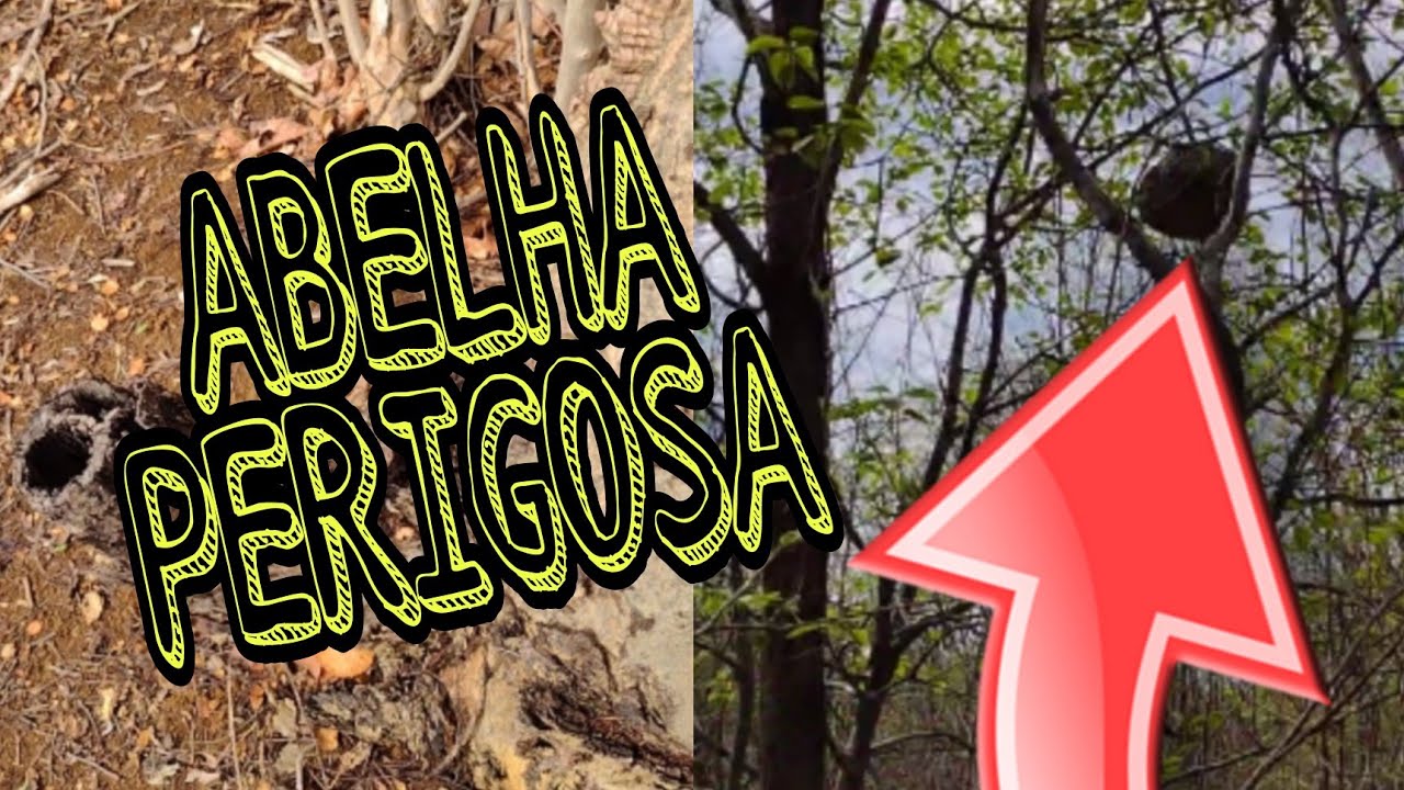 Procurando enxames de abelhas sem ferrão. EP 4