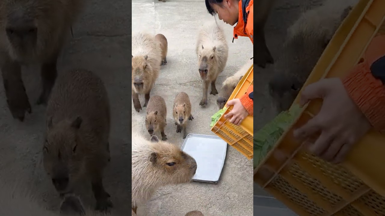 Japan Zoo! Inside the World's Most Interactive Park Feeding 2000 Animals