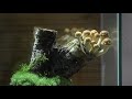 Mushroom bonsai timelapse mossmushroom terrarium