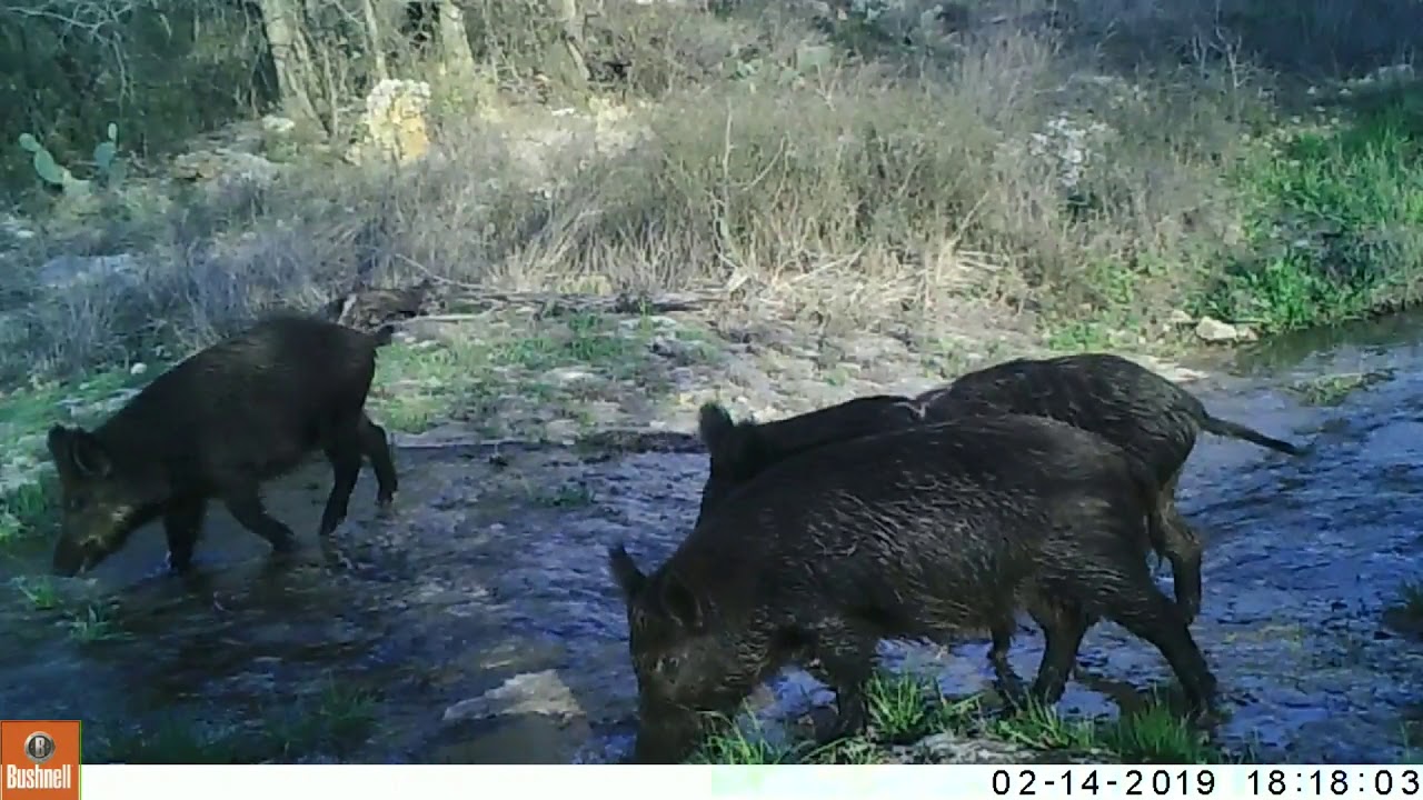 texas wild animals Texas Trail Cam Compilation - Feb 17, 2019