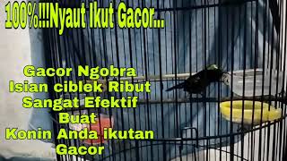 Pancingan Burung Konin Pasti Ikut Nyaut Dan Ikut Gacor Dengar Suara Kolibri Ini