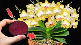 If you know this secret, your whole orchid garden will explode