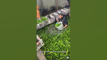 Initial Stage of Cucumber Processing