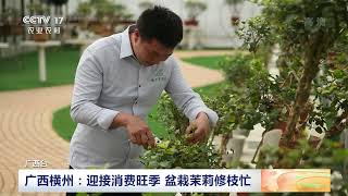 [中国三农报道]广西横州：迎接消费旺季 盆栽茉莉修枝忙|农业致富经 Agriculture And Farming