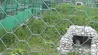 Cочинским котятам переднеазиатского леопарда дали имена. Новости Сочи Эфкате Cочинским котятам переднеазиатского леопарда дали имена. Новости Сочи Эфкате