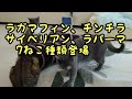 ラパーマ　LaPerm Cat の動画、YouTube動画。