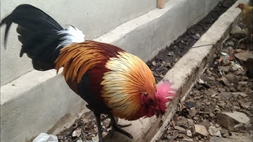 qaib dib daj zoo nraug qua zoo