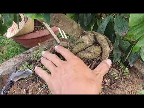 Video SIÊU NỤ - chuyển thế dáng bay - thác đổ LH @maivang7Ty... - youtube