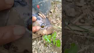 IKAN GURAME BESAR LAGI NGAMUK #shorts #shortvideo