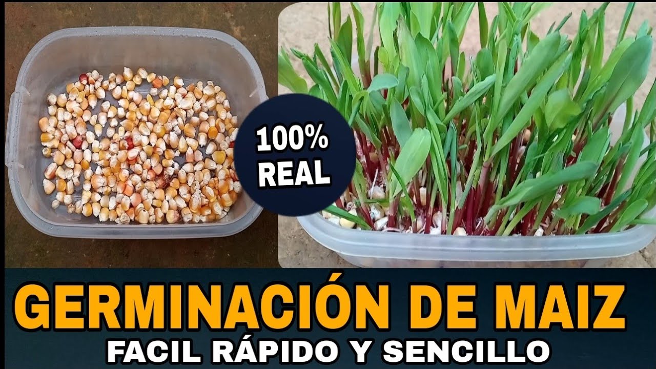 1000 Semillas De Maíz De Flor De Soltero (Centaurea) Mixtas - Marca Seedville USA