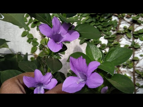 Vídeo: Plantas Com Flores Azuis E Roxas