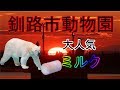 釧路市動物園で大人気のミルク登場♪♪ の動画、YouTube動画。