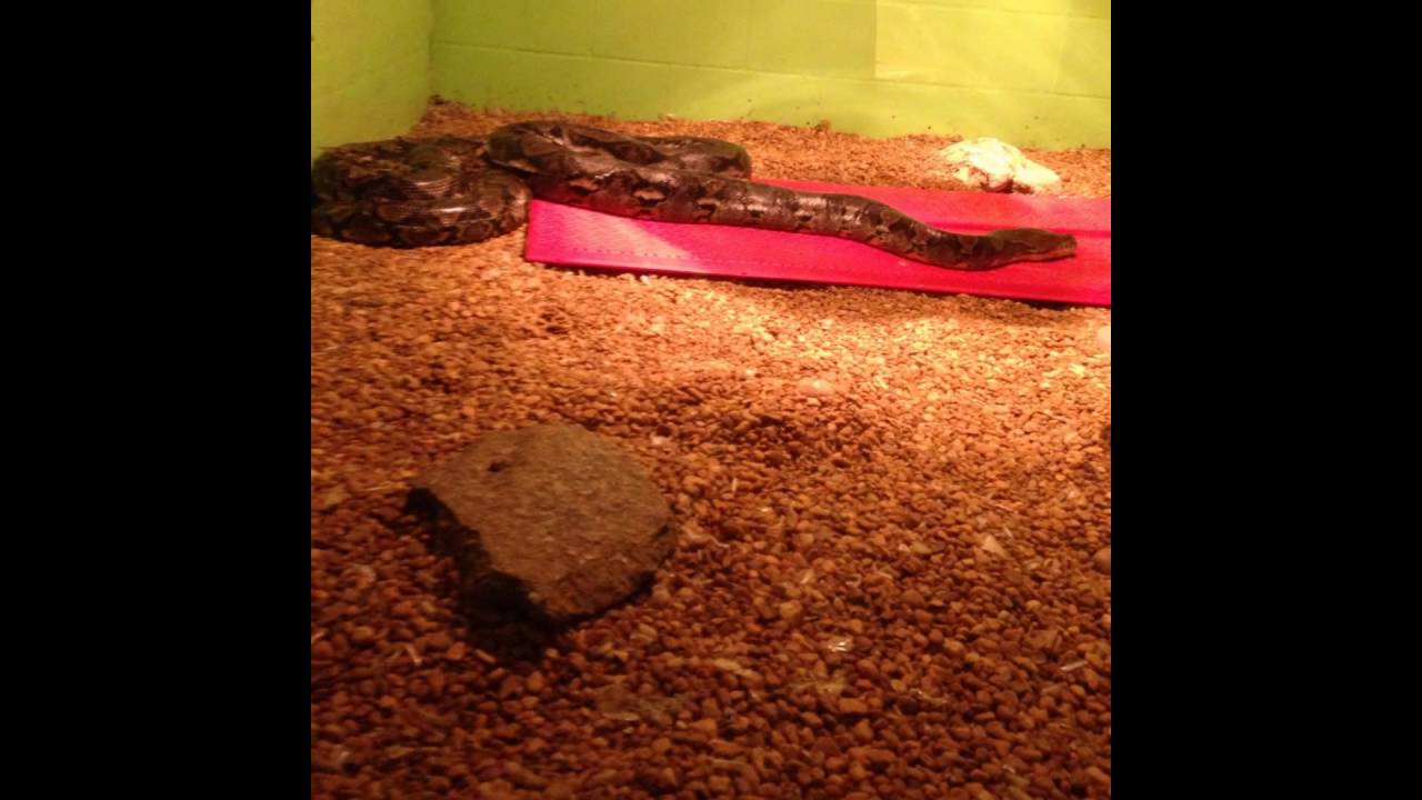  video phone My Snake show