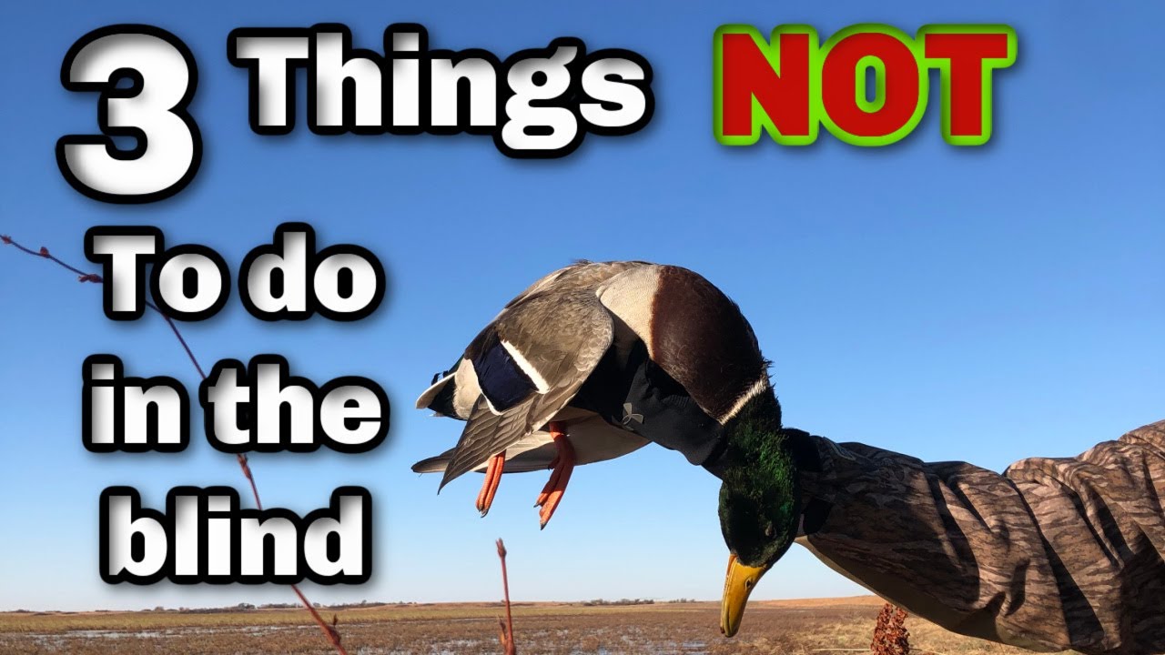 How to brush a duck blind