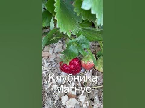 Клубника Магнус- позднеспелый сорт клубники - YouTube
