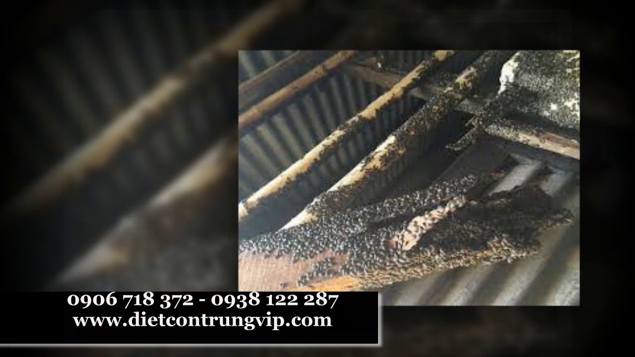 Công ty diệt bọ đậu đen giá rẻ