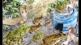 Amazing Frog Trap! Smart Boys Make Frog Trap Using Deep Hole With Big Plastic Bottle