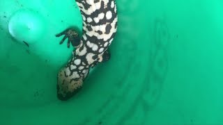 Pet Gila monster bites man, who dies in what experts call a rare event