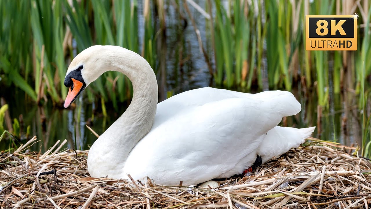 Squirrel Swan 8K Video With Beautiful Swan, Squirrel and Birds - YouTube