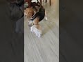 Fighting for shocks , Let's see who wins 💪😁😉🐶🐕