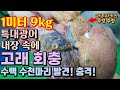 1미터 특대광어 내장과 알에 고래회충 충격!!