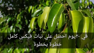 اسهل طرق إكثار اشجار الفيكس  Ficus و طريقة الإكثار بالترقيد الهوائي بكل سهولة خطوة بخطوة