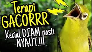 Terapi Kecial Kuning GACORRR Ampuh Bikin Kecial DIAM Jadi NYAUT‼️