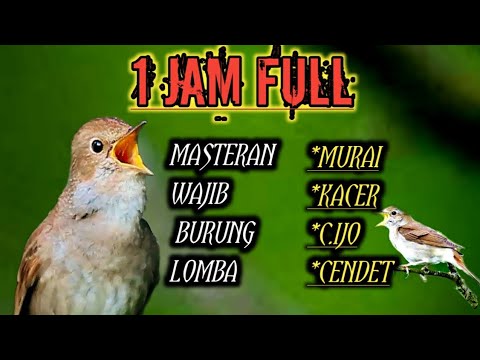 SIKATAN LONDO-nightingale masteran wajib di miliki kicau jawara. #masteranmurai #masterantren