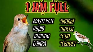 SIKATAN LONDO-nightingale masteran wajib di miliki kicau jawara. #masteranmurai #masterantren