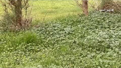 ما تيسر من سورة هود للشيخ سفر بن محمد السيحاني برواية ورش عن نافع    #دايم_الحمد