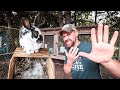 5 Mistakes to Avoid When Raising Rabbits