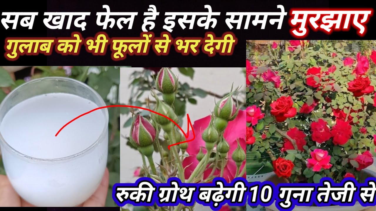 सब खाद फेल है इसके सामने मुरझाए गुलाब को भी फूलों से भर देगी, रुकी ग्रोथ बढ़ेगी 10 गुना तेजी से