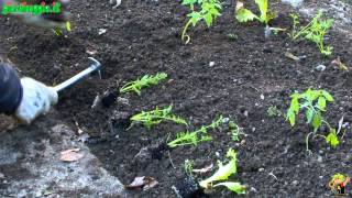 Introduzione alla coltivazione dell'orto
