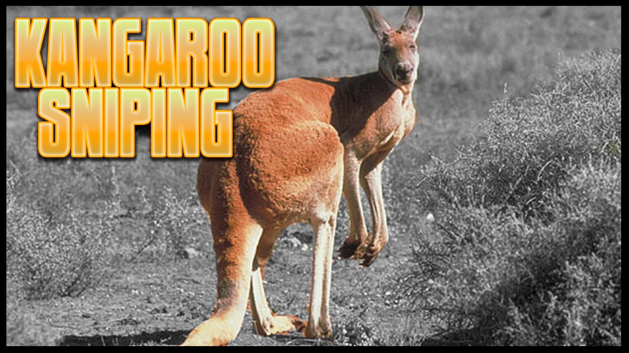 The Hunter Diaries Kangaroo Sniping RhinoCRUNCH YouTube