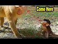 What's Tiny Baby Monkey Poppy Talking To Pigtail Monkey?