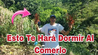 Cortando pitos El Palo Que Da Sueno