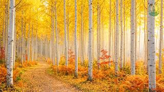 (No Ads) Autumn Relaxation Music 🍂 Peaceful Melodies to Soothe Your Soul & Find Inner Peace