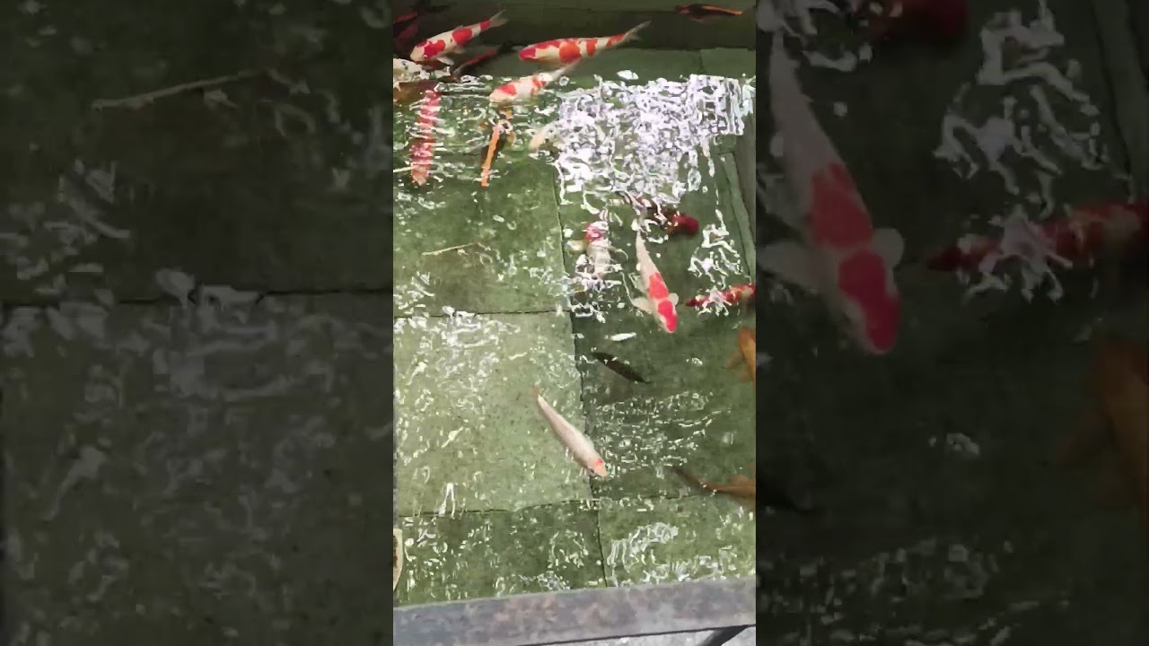 എത്രെ ഭംഗിയാ ഇവയെ കാണാൻ 🔥 #shortsfeed #shorts #viral