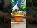 🌱 Gardening Tips for beginners - 2 | 🌿 Basic Tips for gardening | गार्डनिंग के लिए ज़रूरी सुझाव 🍃