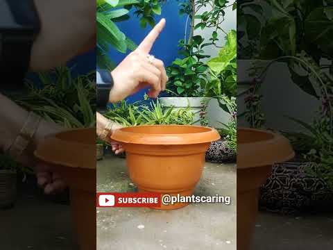 वीडियो: मटर 'लिटिल मार्वल' किस्म - छोटे मार्वल गार्डन मटर के पौधे कैसे उगाएं