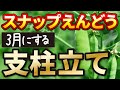 #6.【スナップエンドウの育て方】3月にする支柱立て・ネットはり【スナックエンドウ】家庭菜園