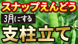 #6.【スナップエンドウの育て方】3月にする支柱立て・ネットはり【スナックエンドウ】家庭菜園