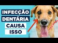 Fístula Dentária em Cães e Gatos - Como Identificar e Tratar?