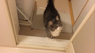 脱衣所で待つ猫 ノルウェージャンフォレストキャットWaiting cat.Norwegian Forest Cat.