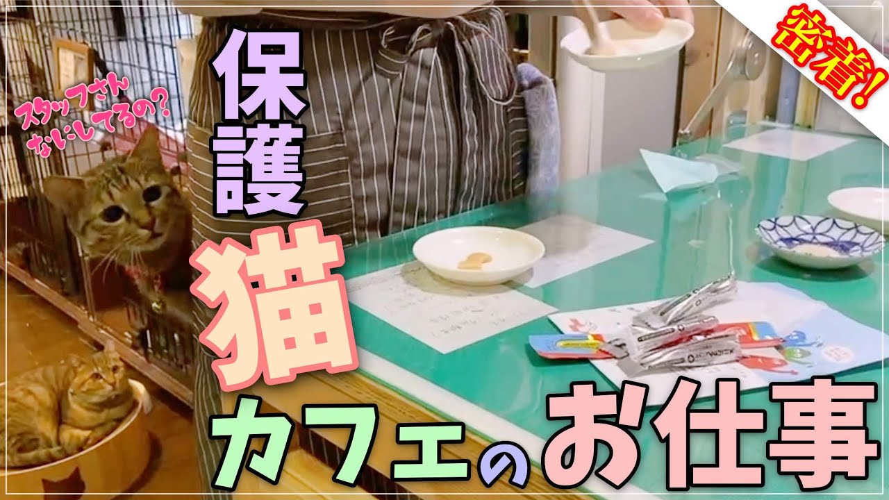 開店2周年企画 保護猫カフェスタッフのお仕事に密着 Youtube