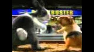 kelinci vs marmut joget gaul dayas