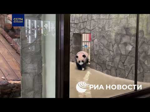 Посетители Московского зоопарка впервые вживую увидели малышку-панду Катюшу
