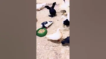 حمام زينة اتفرج على يوتيوب Essamhi Birds Subscribe Pigeon Youtube أساسياتالتمارينالرياضية A 