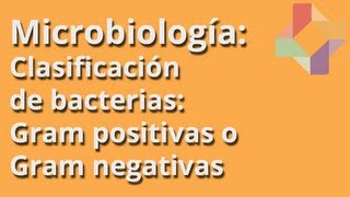 ¿Cómo se clasifican las bacterias Gram negativas?